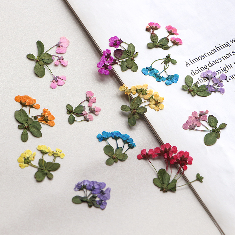 Supply For Florist - 2-3cm/12개, 압축된 작은 꽃, 도매 꽃잎