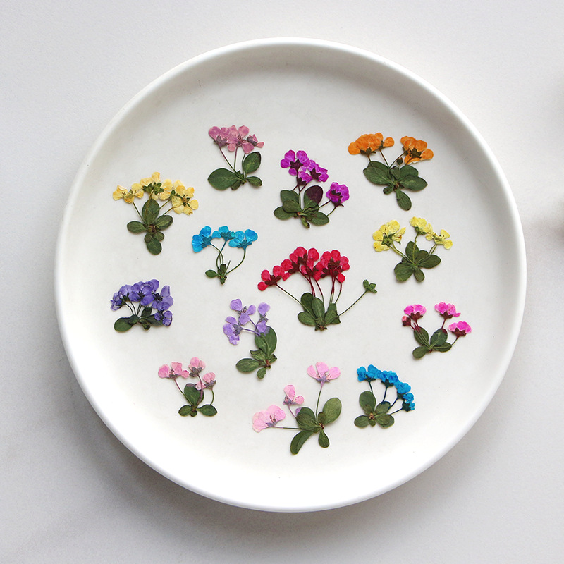 2-3cm/12개, 압축된 작은 꽃, 도매 꽃잎 DIY - Supply For Florist 리뷰 및 가격