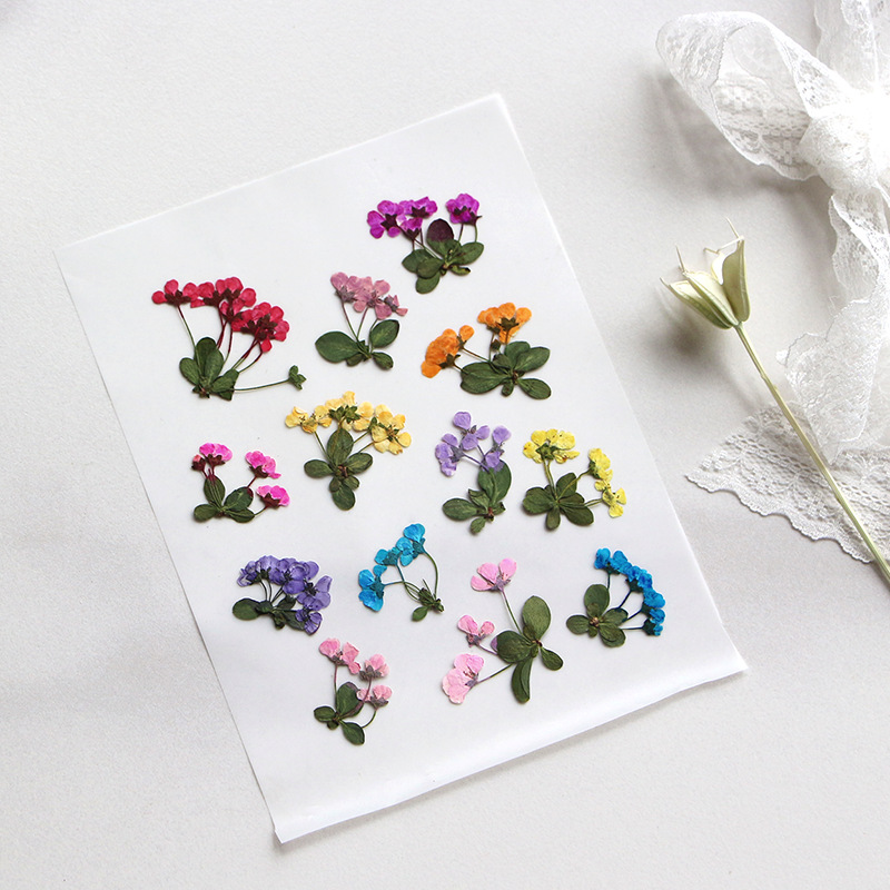 2-3cm/12개, 압축된 작은 꽃, 도매 꽃잎 DIY - Supply For Florist 리뷰 및 가격