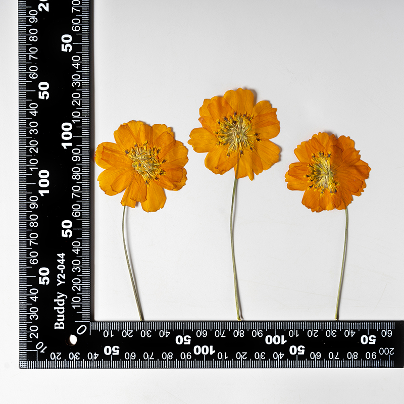 8-10cm/24개, 자연 건조된 코스모스 설퍼루스 작 - Supply For Florist 리뷰 및 가격